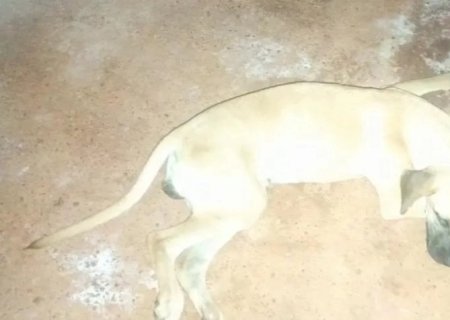 Matança de cães revolta moradores do distrito de Porto Vilma, em Deodápolis
