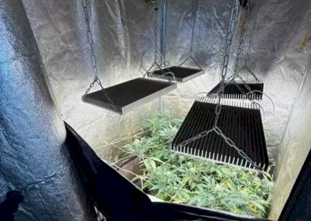 Homem é preso após polícia encontrar estufa com 121 pés de maconha dentro de casa