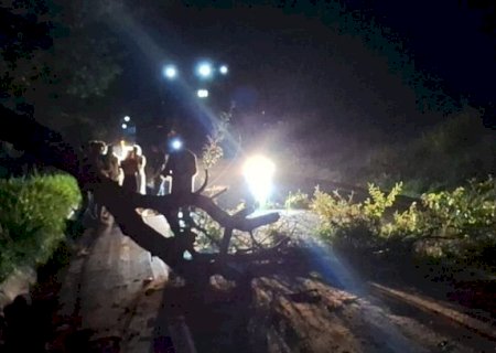 Árvore cai e interdita MS-156 entre Caarapó e Amambai durante a noite