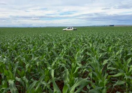 2ª safra de milho deve alcançar 11,1 milhões de toneladas em Mato Grosso do Sul
