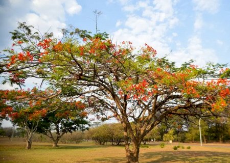 Outono começa sexta e será marcado por calor e pouca chuva em MS
