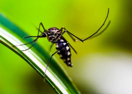 Prefeitura confirma 8ª morte por chikungunya em Dourados; procura por vacina é baixa>