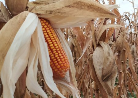 Safrinha menor pode elevar preços do milho>