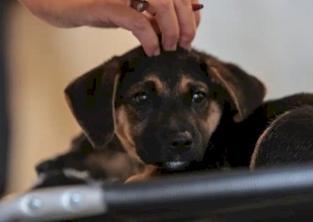 Lei define regras para guarda compartilhada de pets após separação>