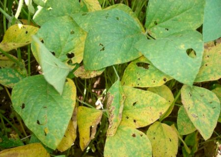 Caarapó registra focos de ferrugem asiática e acende alerta no campo; No estado já são 70 ao todo>