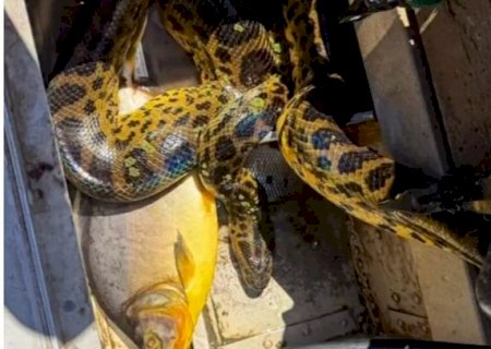Sucuri invade barco e tumultua pescaria de mulheres em MS>