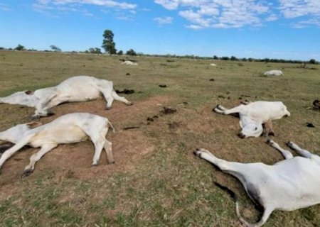 Frio extremo mata mais de 80 bovinos em fazendas de Mato Grosso do Sul