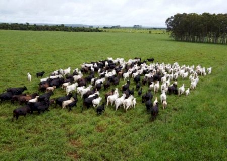 Iagro alerta produtores sobre risco de mortes de animais com chegada da frente fria