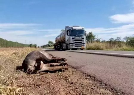 Motociclista atropela anta na BR-262 e Justiça manda União e Dnit pagarem R$ 80 mil>