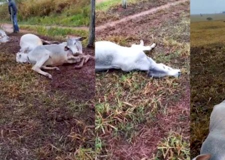 Frio mata 74 bovinos em fazendas de MS e acende alerta para risco de hipotermia>