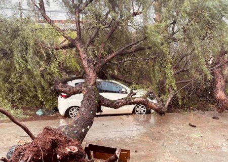 Show é cancelado e árvores derrubadas após passagem de temporal com granizo em Dourados