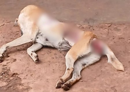 Cadela é torturada até a morte na Vila Piratininga, em Campo Grande>