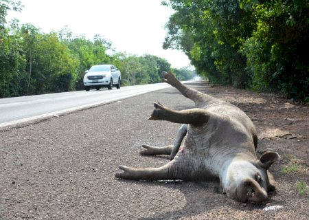 Em 13 anos, acidentes com antas provocaram 48 mortes em rodovias de MS>