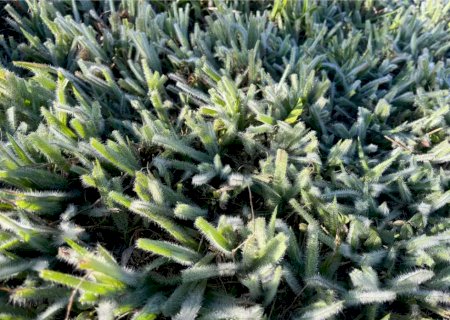 Caarapó registra 3°C e entra na lista de municípios atingidos por geada em Mato Grosso do Sul>