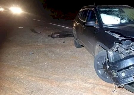 Anta atravessa rodovia e destrói frente de SUV em acidente na BR-267>