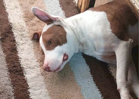 Vizinho é detido após matar pit bull a facadas em Dourados>