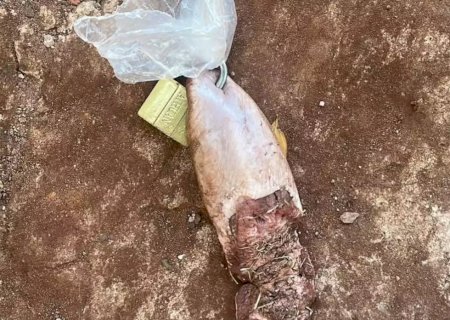 Jovem recebe língua de vaca com cadeado em frente de casa no Paraguai>
