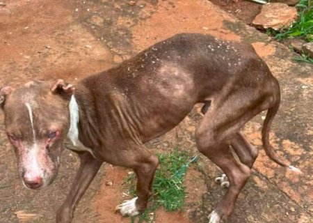 Pitbull &eacute; resgatado cego e &ldquo;s&oacute; pele e osso&rdquo; em casa usada para tr&aacute;fico