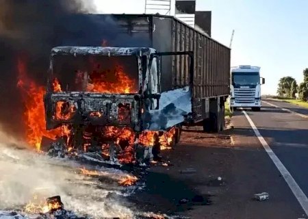 Bois transportados para abate são soltos na MS-395 após carreta pegar fogo>