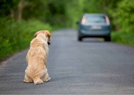 Motorista que abandonar animal poderá perder CNH por até 18 meses