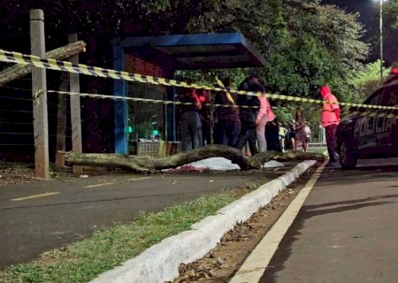 Mulher é atingida por galho de árvore e morre no Parque dos Poderes>