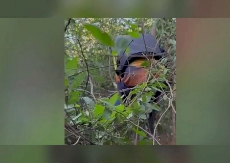 Barco vira no Rio Dourados e 3 amigos passam a noite pendurados em árvore: 'foi assustador'>