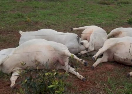 Cabo de alta tensão se rompe, mata touros e causa prejuízo de R$ 160 mil em MS