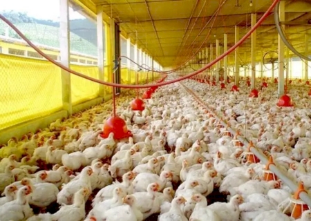 Caarapó supera 1 milhão de galináceos e aparece entre os maiores efetivos de MS>